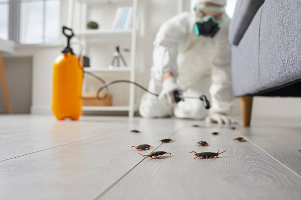 Post-Treatment Bed Bug Interceptor Monitoring in Plains